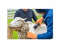 BORMANN - BHC3000 ΚΟΥΡΕΥΤΙΚΗ ΜΗΧΑΝΗ ΠΡΟΒΑΤΩΝ 350W (022220)